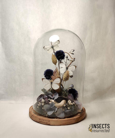 Cabbage white butterfly dome with dried flowers