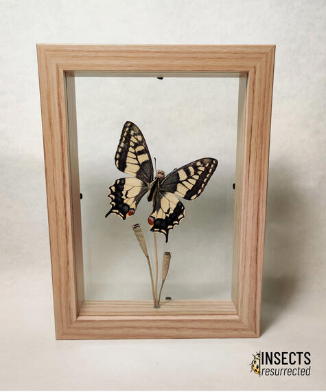 Old world swallowtail frame