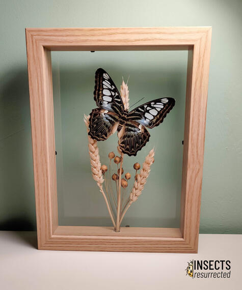 Clipper butterfly frame
